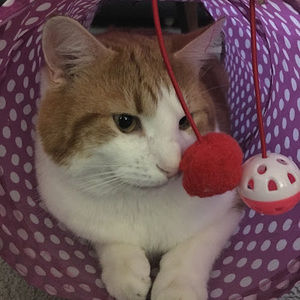 Meet your Posher, Irma